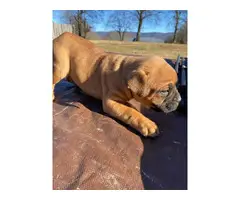 13 weeks old English Bulldog for Sale - 2