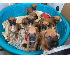 8 Boxer puppies available