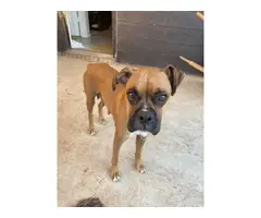 8 Boxer puppies available - 2