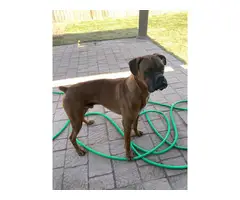 8 Boxer puppies available - 3