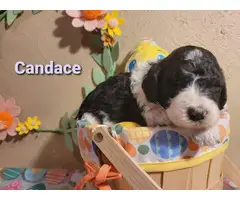 6 AKC standard poodle puppies