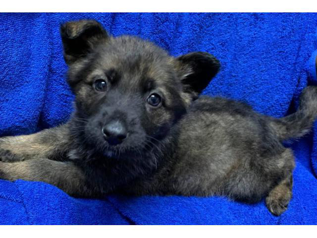 5 females and 2 males German Shepherd puppies Rochester - Puppies for ...