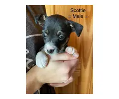 3 male Rat-Cha puppies available - 2