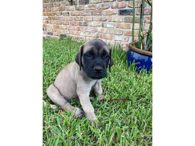 4 AKC English mastiff puppies for Sale in Jacksonville