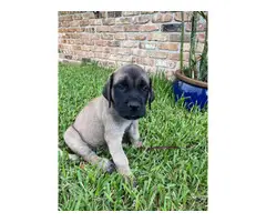 4 AKC English mastiff puppies for Sale - 2
