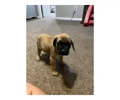 4 AKC English mastiff puppies for Sale - 4