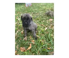 4 AKC English mastiff puppies for Sale - 6