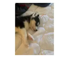 8 weeks old Husky Puppy - 2