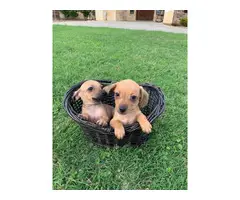 Adorable Chiweenie puppies - 1