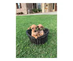 Adorable Chiweenie puppies - 2