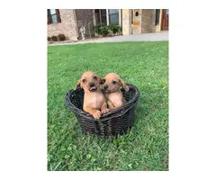 Adorable Chiweenie puppies - 3