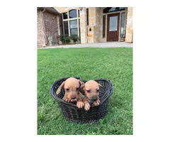 Adorable Chiweenie puppies - 4