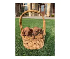 Adorable Chiweenie puppies - 5