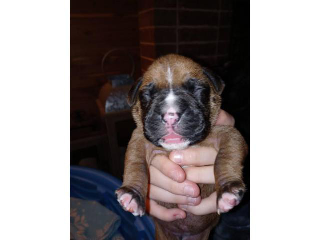 3 females and 3 males Boxer puppies in Oklahoma City, Oklahoma