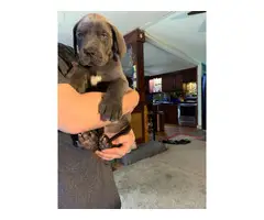 Great Dane Puppies for Sale - 1