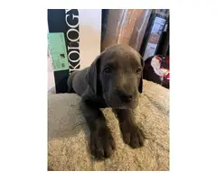 Great Dane Puppies for Sale - 2