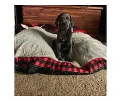 Great Dane Puppies for Sale - 3
