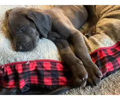Great Dane Puppies for Sale - 4