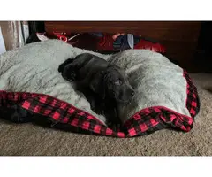 Great Dane Puppies for Sale - 5