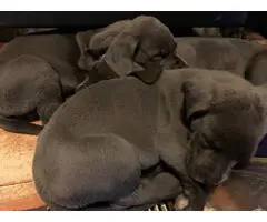 Great Dane Puppies for Sale - 6