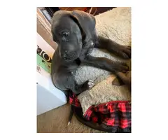 Great Dane Puppies for Sale - 7