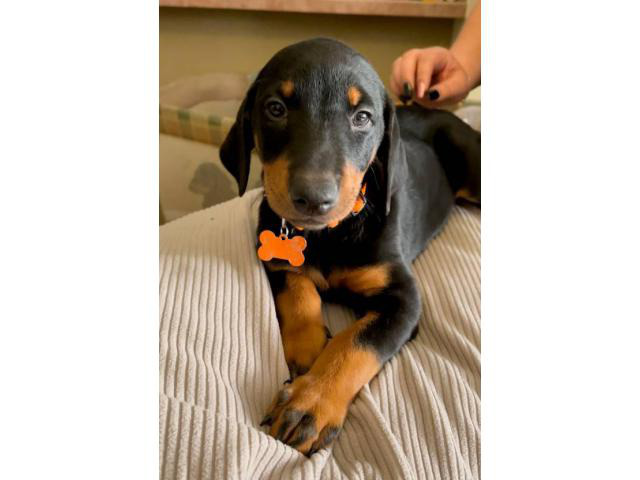 3-males-4-females-doberman-puppies-for-sale-espa-ola-puppies-for-sale