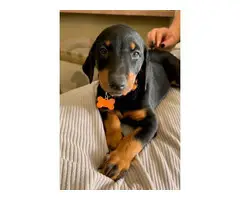3 males 4 females Doberman puppies for sale - 2