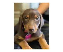 3 males 4 females Doberman puppies for sale - 3