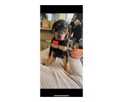 3 males 4 females Doberman puppies for sale - 6