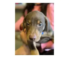 3 males 4 females Doberman puppies for sale - 7