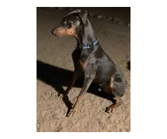 3 males 4 females Doberman puppies for sale - 9