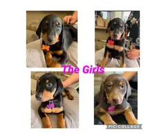 3 males 4 females Doberman puppies for sale - 10