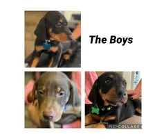 3 males 4 females Doberman puppies for sale - 11