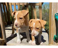 Male and female red nose pitbull puppies - 2
