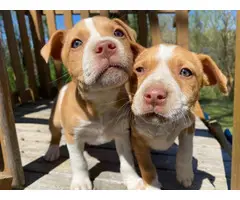 Male and female red nose pitbull puppies - 3