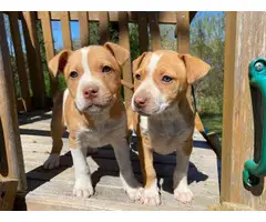 Male and female red nose pitbull puppies - 4