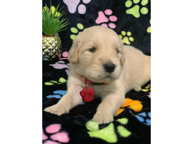 Golden Retriever Puppies In Jacksonville Florida Puppies For Sale Near Me
