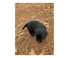 Black Labrador retriever puppy - 2