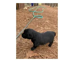 Black Labrador retriever puppy - 3