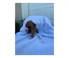 AKC registered boxer puppies for sale - 2