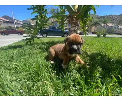 AKC registered boxer puppies for sale - 3