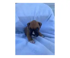 AKC registered boxer puppies for sale - 4