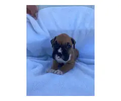 AKC registered boxer puppies for sale - 5