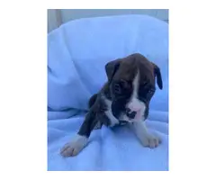 AKC registered boxer puppies for sale - 6