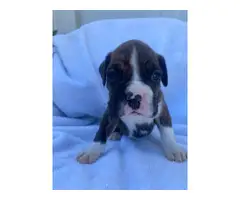 AKC registered boxer puppies for sale - 7