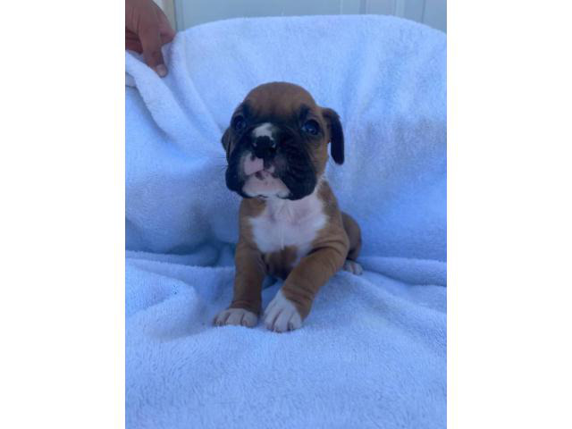 AKC registered boxer puppies for sale in Anaheim ...