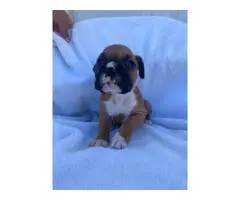 AKC registered boxer puppies for sale - 10