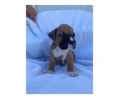 AKC registered boxer puppies for sale - 11