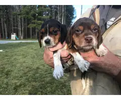 5 Beagle puppies looking for new homes