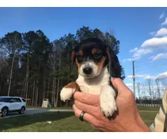 5 Beagle puppies looking for new homes - 2
